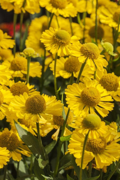  Mariachi 'Sombrero' Helen's Flower (Helenium) - 6 Pack Of 1 Gallon Pots