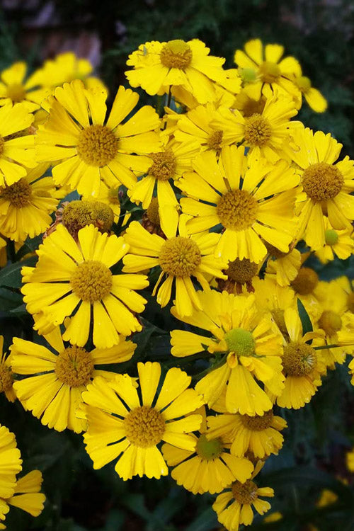  Mariachi 'Sombrero' Helen's Flower (Helenium) - 6 Pack Of 1 Gallon Pots