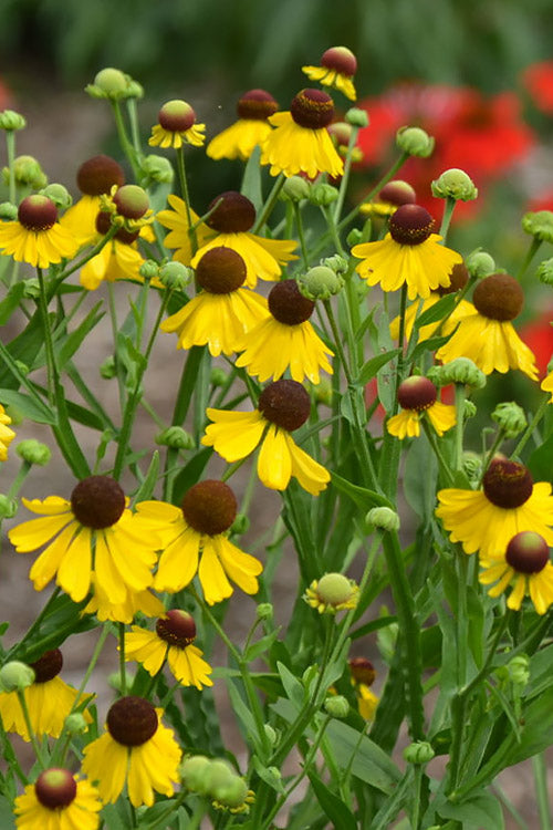  Tiny Dancer Helen's Flower (Helenium) - 6 Pack Of 1 Gallon Pots