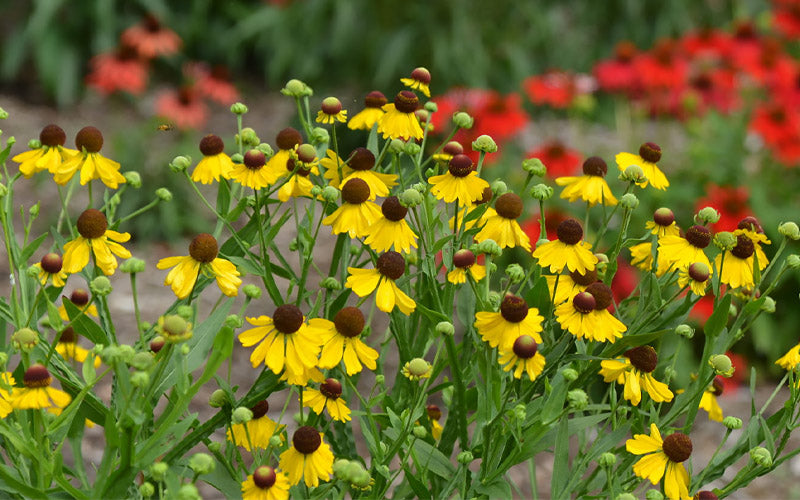  Tiny Dancer Helen's Flower (Helenium) - 6 Pack Of 1 Gallon Pots