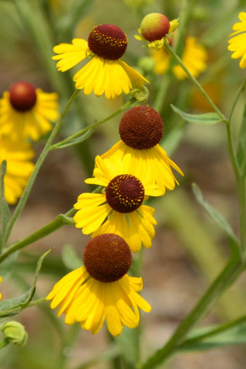 Tiny Dancer Helen's Flower (Helenium) - 6 Pack Of 1 Gallon Pots
