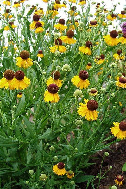  Tiny Dancer Helen's Flower (Helenium) - 6 Pack Of 1 Gallon Pots