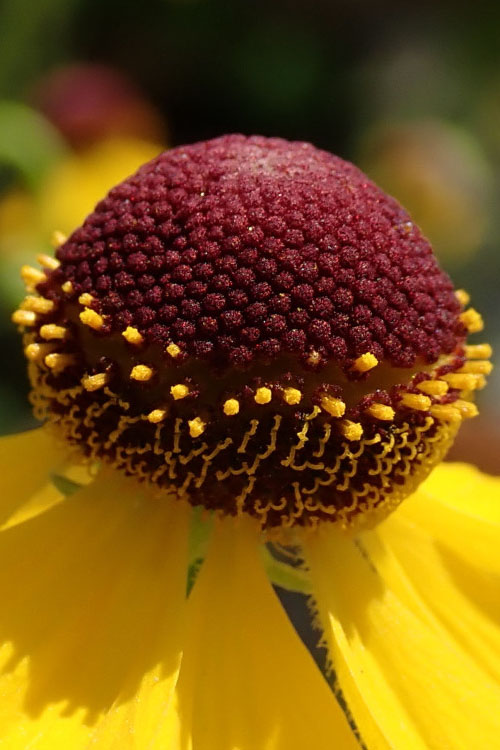  Tiny Dancer Helen's Flower (Helenium) - 6 Pack Of 1 Gallon Pots