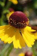  Tiny Dancer Helen's Flower (Helenium) - 6 Pack Of 1 Gallon Pots