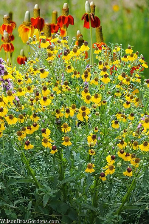  Tiny Dancer Helen's Flower (Helenium) - 6 Pack Of 1 Gallon Pots