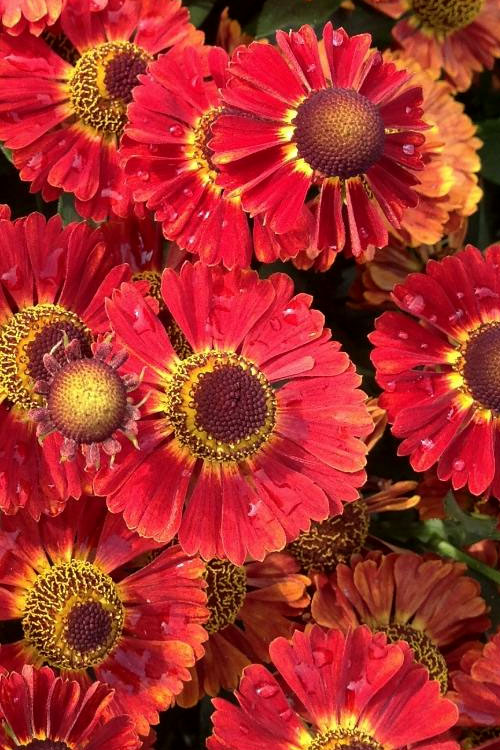  Mariachi 'Salsa' Helen's Flower (Helenium) - 1 Gallon Pot