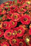  Mariachi 'Salsa' Helen's Flower (Helenium) - 6 Pack Of 1 Gallon Pots