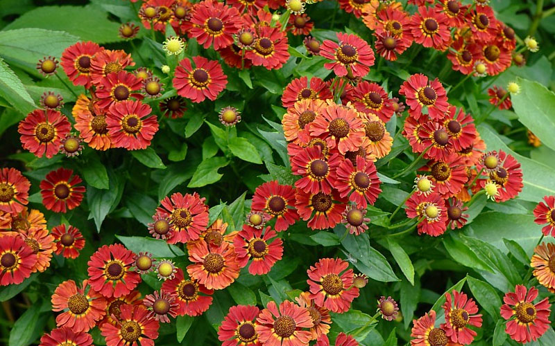  Mariachi 'Salsa' Helen's Flower (Helenium) - 6 Pack Of 1 Gallon Pots
