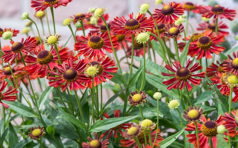  Mariachi 'Siesta' Helen's Flower (Helenium) - 1 Gallon Pot