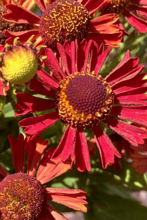  Mariachi 'Siesta' Helen's Flower (Helenium) - 1 Gallon Pot