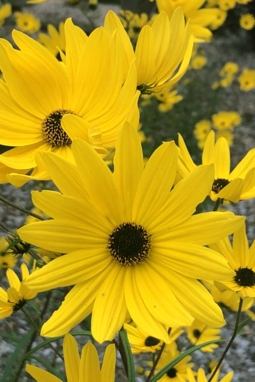  Swamp Sunflower (Helianthus Angustifolius) - 1 Gallon Pot