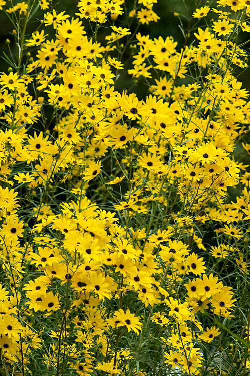  Swamp Sunflower (Helianthus Angustifolius) - 8 Pack Of 1 Gallon Pots