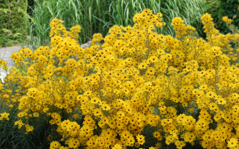  Swamp Sunflower (Helianthus Angustifolius) - 1 Gallon Pot