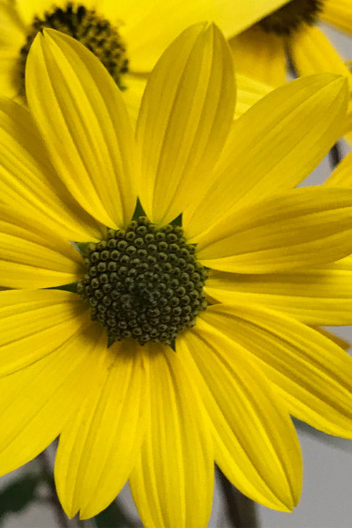  Swamp Sunflower (Helianthus Angustifolius) - 5 Pack Of Quart Pots