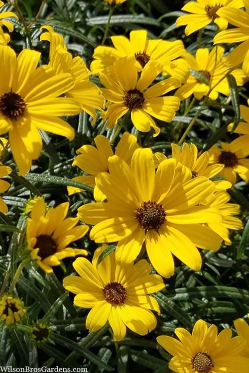  First Light Willowleaf Sunflower (Helianthus) - 1 Gallon Pot