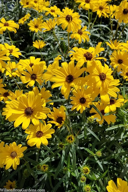  First Light Willowleaf Sunflower (Helianthus) - 1 Gallon Pot
