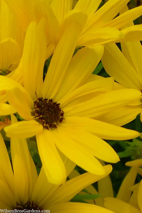  First Light Willowleaf Sunflower (Helianthus) - 1 Gallon Pot