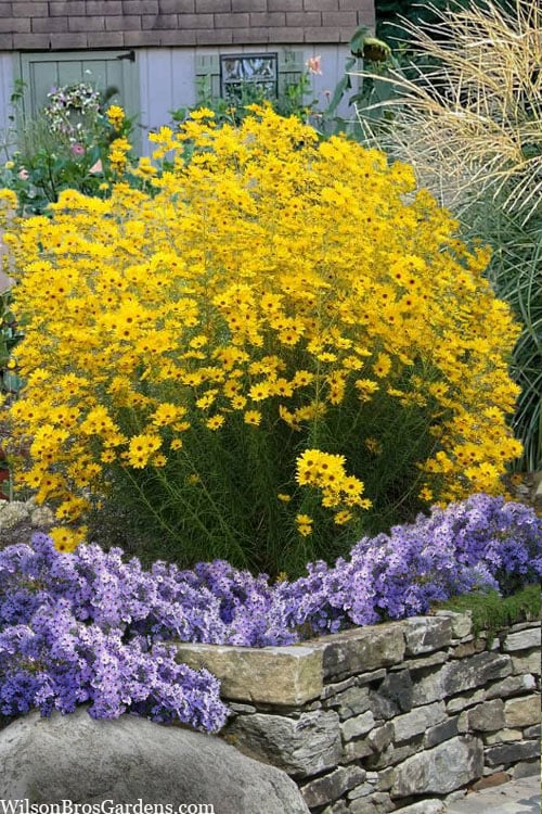 First Light Willowleaf Sunflower (Helianthus) - 1 Gallon Pot