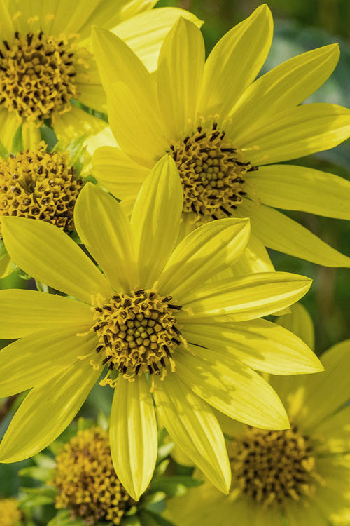  Lemon Queen Perennial Sunflower (Helianthus) - 1 Gallon Pot