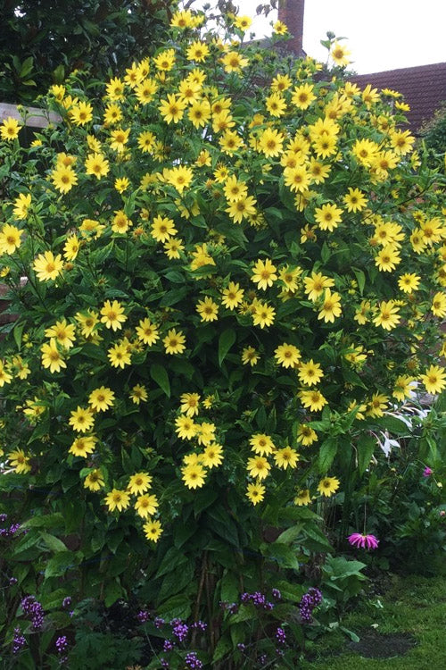  Lemon Queen Perennial Sunflower (Helianthus) - 6 Pack Of 1 Gallon Pots