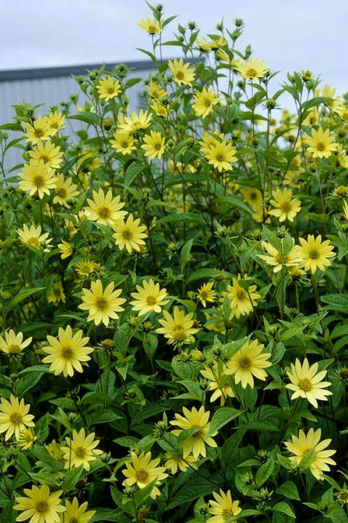  Lemon Queen Perennial Sunflower (Helianthus) - 1 Gallon Pot