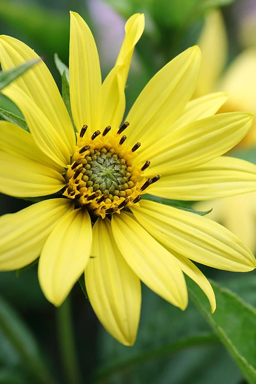  Lemon Queen Perennial Sunflower (Helianthus) - 1 Gallon Pot