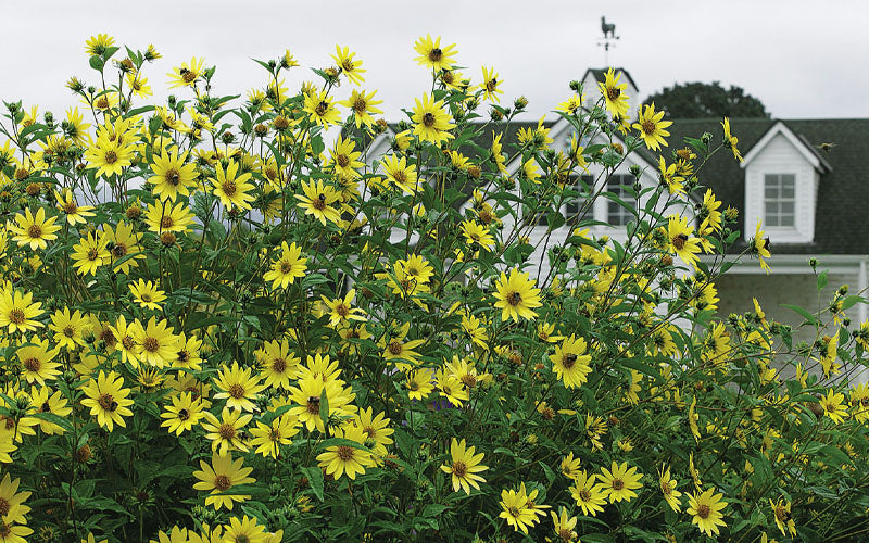  Lemon Queen Perennial Sunflower (Helianthus) - 1 Gallon Pot