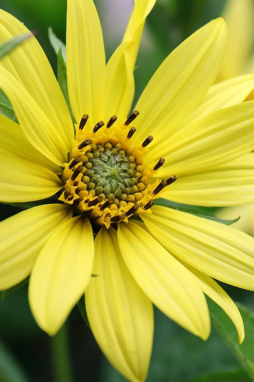  Lemon Queen Perennial Sunflower (Helianthus) - 6 Pack Of 1 Gallon Pots