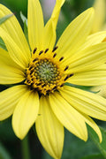  Lemon Queen Perennial Sunflower (Helianthus) - 1 Gallon Pot
