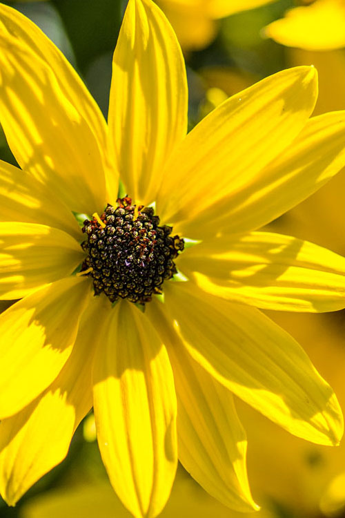  Autumn Gold Willowleaf Sunflower (Helianthus) - 6 Pack Of 1 Gallon Pots