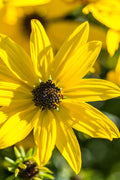  Autumn Gold Willowleaf Sunflower (Helianthus) - 6 Pack Of 1 Gallon Pots