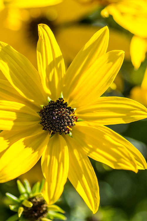  Autumn Gold Willowleaf Sunflower (Helianthus) - 6 Pack Of 1 Gallon Pots