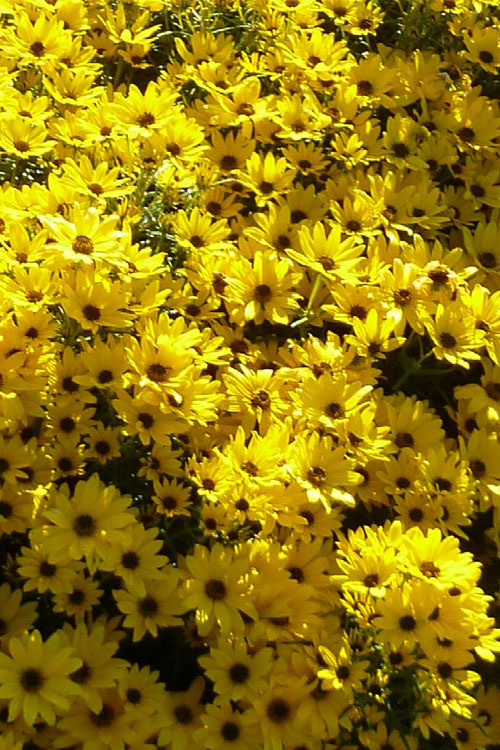  Autumn Gold Willowleaf Sunflower (Helianthus) - 6 Pack Of 1 Gallon Pots