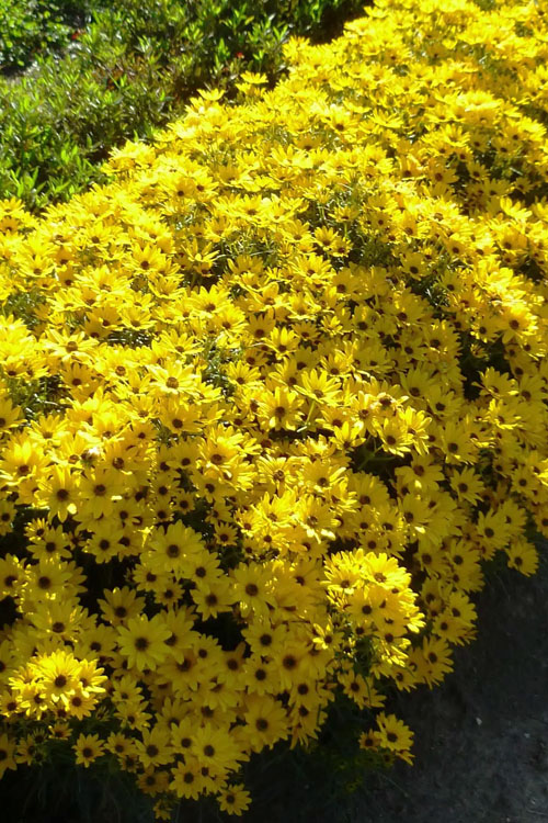  Autumn Gold Willowleaf Sunflower (Helianthus) - 6 Pack Of 1 Gallon Pots