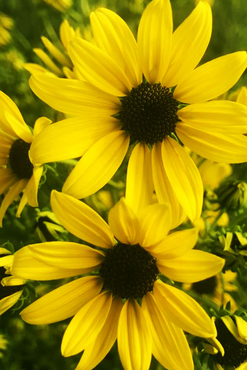  Autumn Gold Willowleaf Sunflower (Helianthus) - 6 Pack Of 1 Gallon Pots