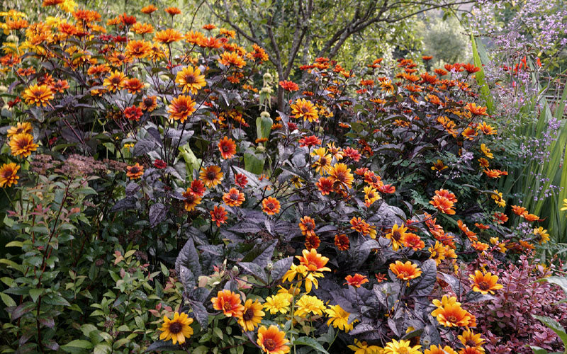  Bleeding Hearts Oxeye Sunflower (Heliopsis) - 6 Pack Of 1 Gallon Pot