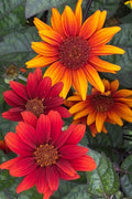  Bleeding Hearts Oxeye Sunflower (Heliopsis) - 1 Gallon Pot