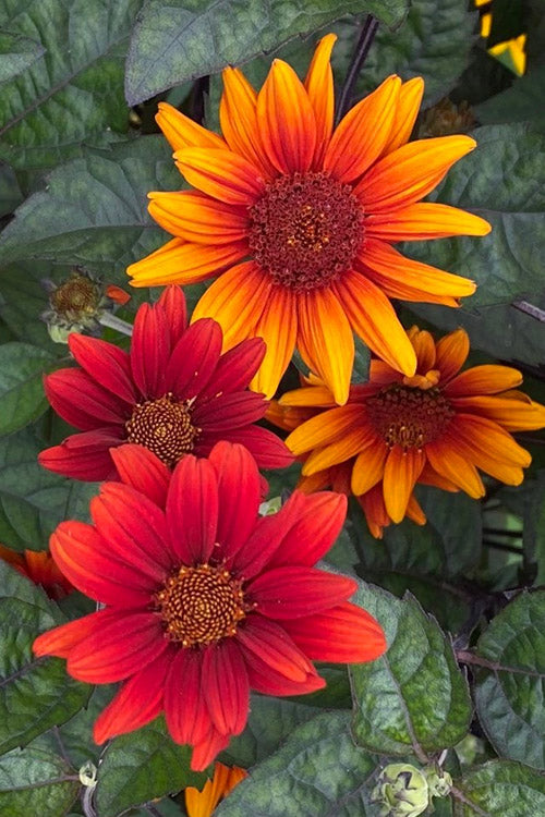  Bleeding Hearts Oxeye Sunflower (Heliopsis) - 6 Pack Of 1 Gallon Pot