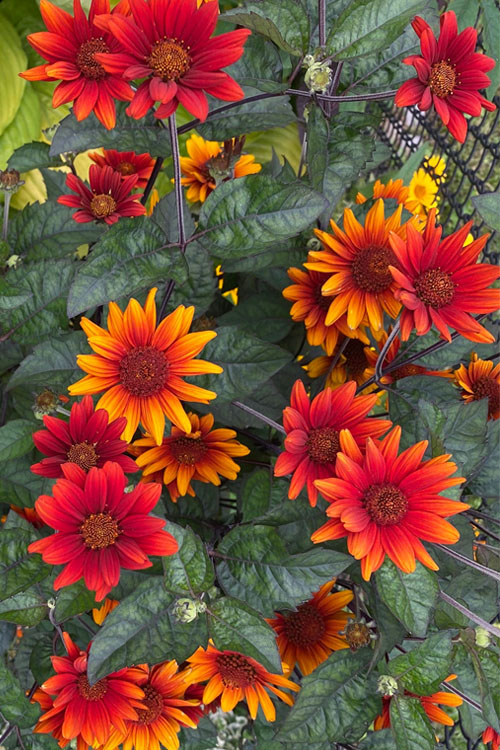  Bleeding Hearts Oxeye Sunflower (Heliopsis) - 1 Gallon Pot