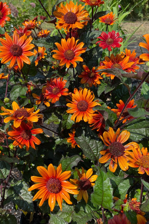  Bleeding Hearts Oxeye Sunflower (Heliopsis) - 6 Pack Of 1 Gallon Pot