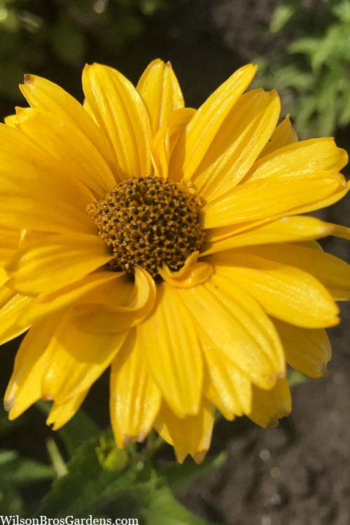  Summer Sun False Sunflower (Heliopsis Helianthoides) - 1 Gallon Pot