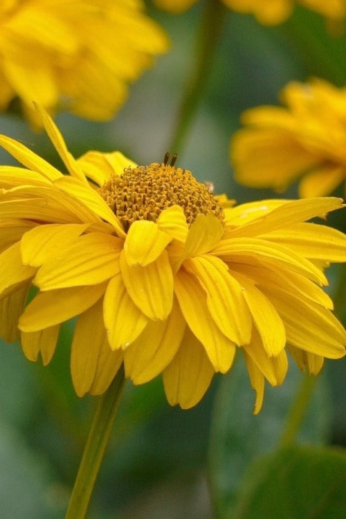  Summer Sun False Sunflower (Heliopsis Helianthoides) - 1 Gallon Pot