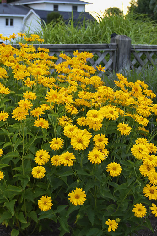  Summer Sun False Sunflower (Heliopsis Helianthoides) - 1 Gallon Pot