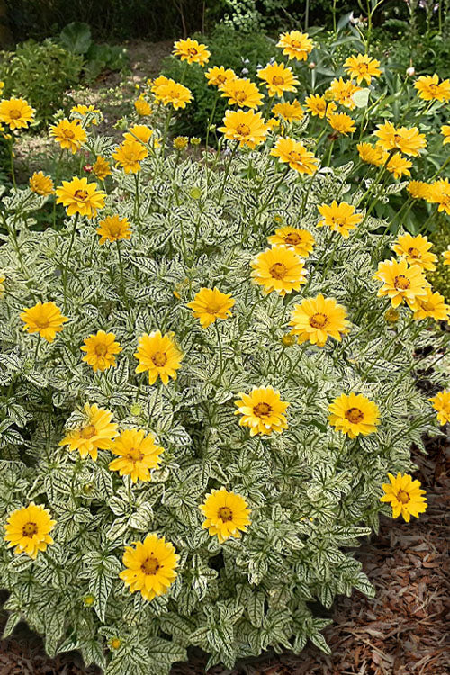  Sunstruck Heliopsis (Perennial Sunflower) - 1 Gallon Pot