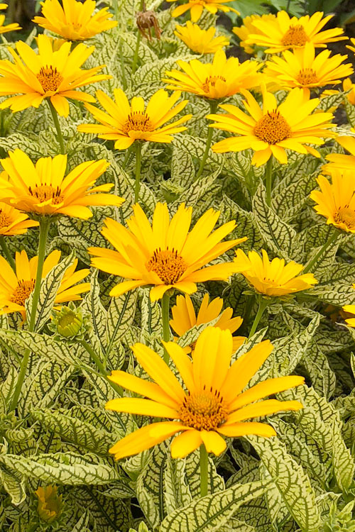  Sunstruck Heliopsis (Perennial Sunflower) - 1 Gallon Pot