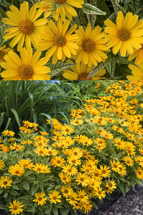 Sunstruck Heliopsis (Perennial Sunflower) - 1 Gallon Pot