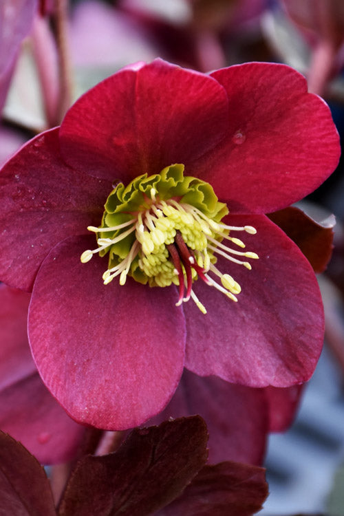 Anna's Red Helleborus (Lenten Rose) - 1 Gallon Pot