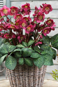  Anna's Red Helleborus (Lenten Rose) - 1 Gallon Pot