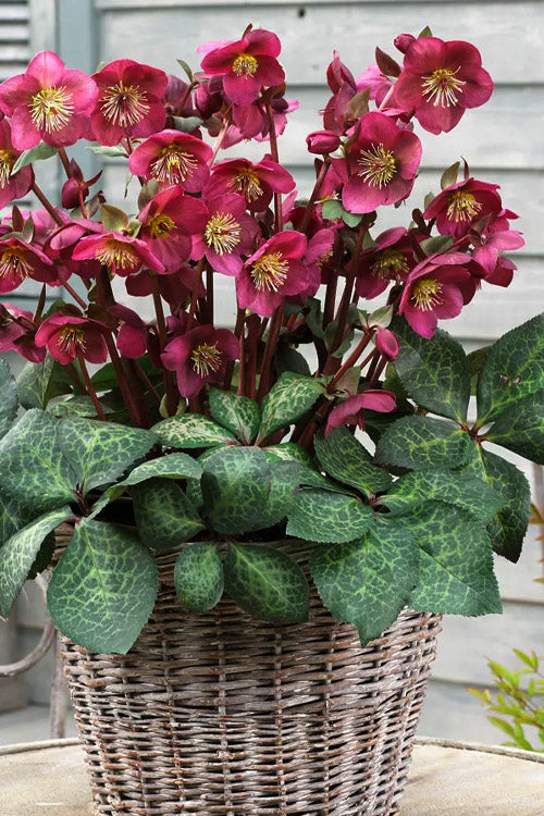 Anna's Red Helleborus (Lenten Rose) - 1 Gallon Pot