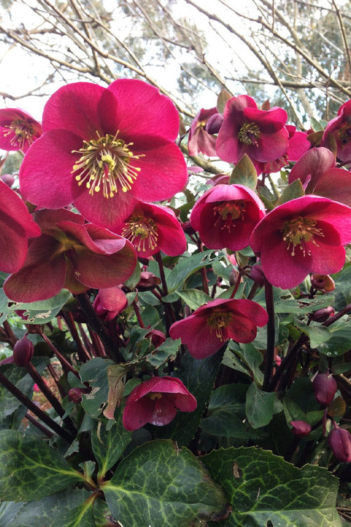  Anna's Red Helleborus (Lenten Rose) - 1 Gallon Pot